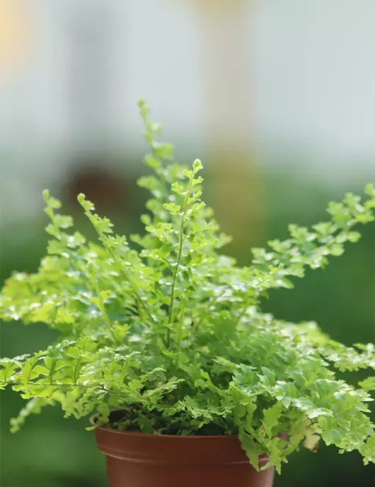 Terrarium plants Nephrolepis elevated green fantasy Terrarium plants Nephrolepis elevated green fantasy
