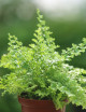 Plantes terrariums Nephrolepis exaltata green fantasy