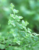Plantes terrariums Nephrolepis exaltata green fantasy