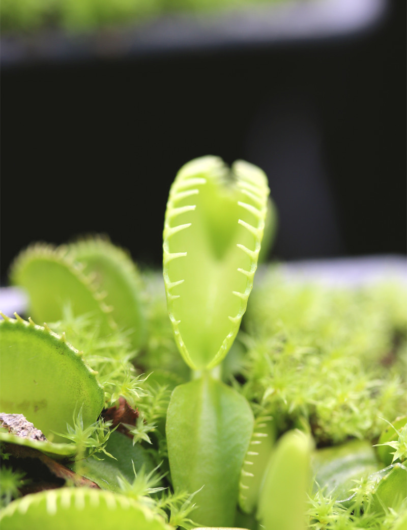 Dionaea Harmony Plante carnivore
