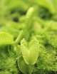 Dionaea Harmony Plante carnivore