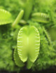 Dionaea Harmony Plante carnivore