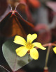 Oxalis articulata Burgundy yellow