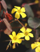 Oxalis articulata Burgundy yellow