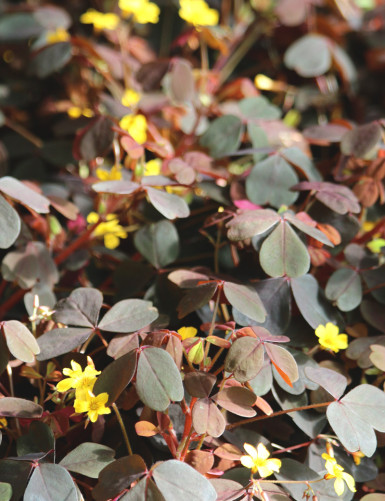 Oxalis articulata Amarillo...