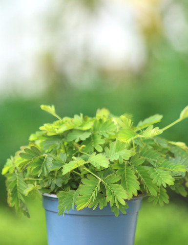 Plantes terrariums Mimosa pudica