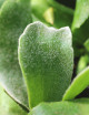 Plantes terrariums Platycerium bifurcatum