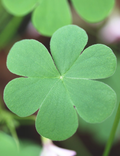Oxalis triangularis verde - Flores rosas -