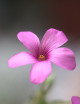 Oxalis triangularis verde - Flores rosas -