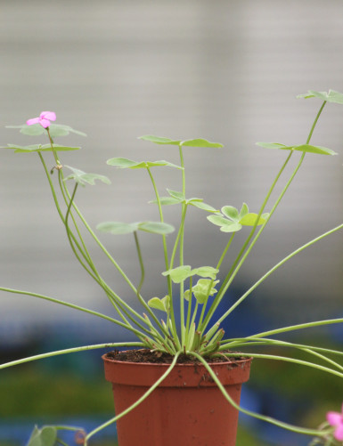 Oxalis triangularis verde - Flores rosas -
 Tamaño-maceta de 9 cm