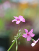 Oxalis triangularis verde - Flores rosas -
