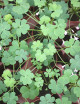 Oxalis triangularis verde - Flores rosas -