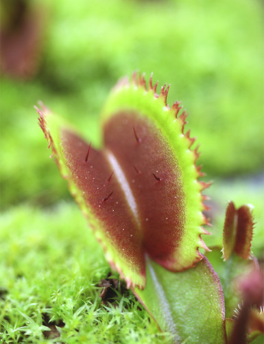 Dionaea red sawtooth - Bohemian garnet Plante carnivore