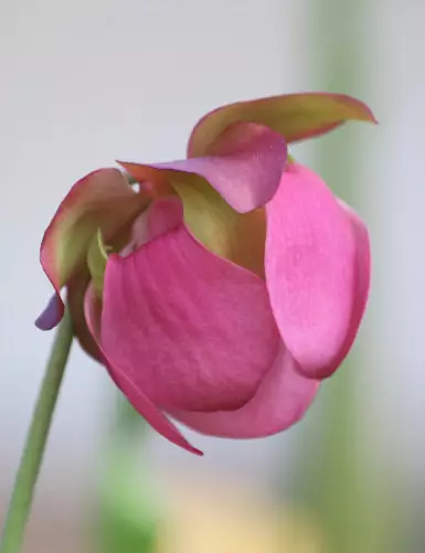 Carnivorous plant Sarracenia purpurea subsp. venosa