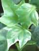 Plantes terrariums Hedera Helix variegata - Lierre blanc