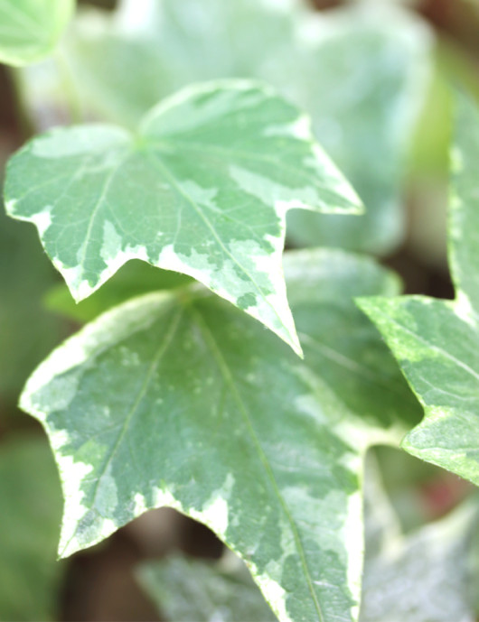 Plantes terrariums Hedera Helix variegata - Lierre blanc