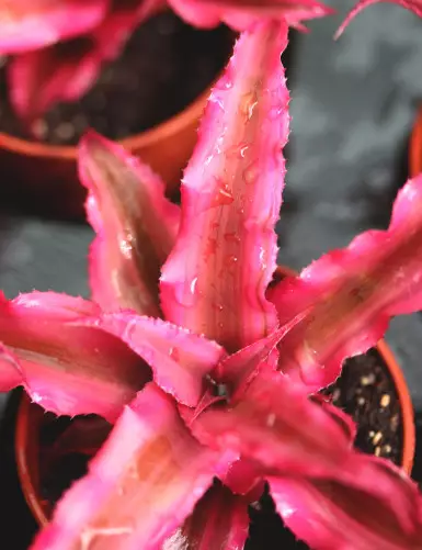 Cryptanthe bivittatus terrarium plants