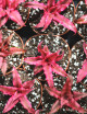 Plantes terrariums Cryptanthe bivittatus red