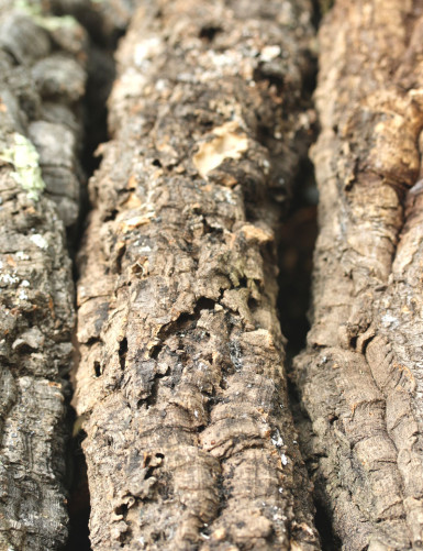 Branche de chêne liège - 30 à 40cm