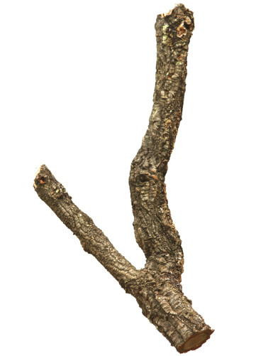 Branche de chêne liège - 30 à 40cm