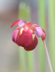 Plante carnivore Sarracenia hybride FIONA