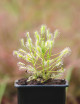 Drosera intermedia all green plante carnivore