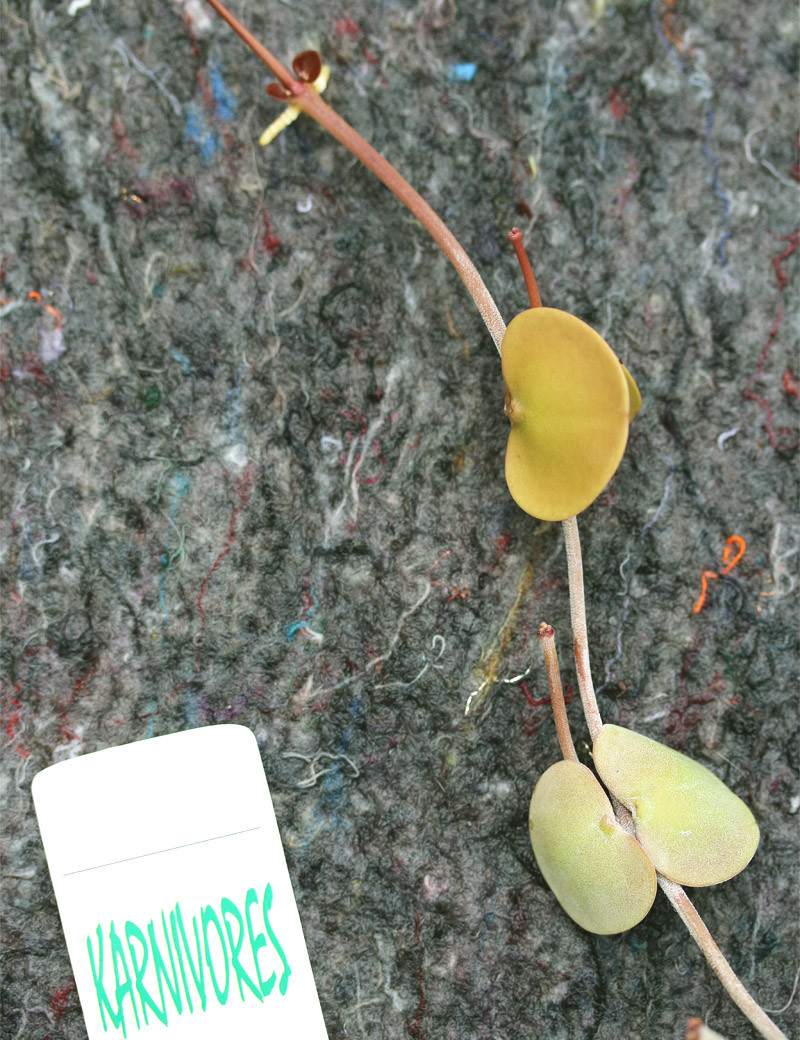 Dischidia platyphylla | para trasplantar