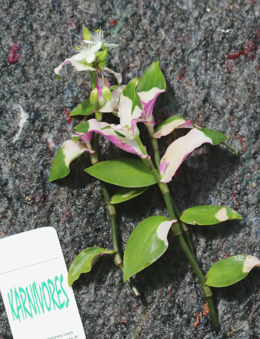 Tradescantia 'novia sonrojada' | Para trasplantar
