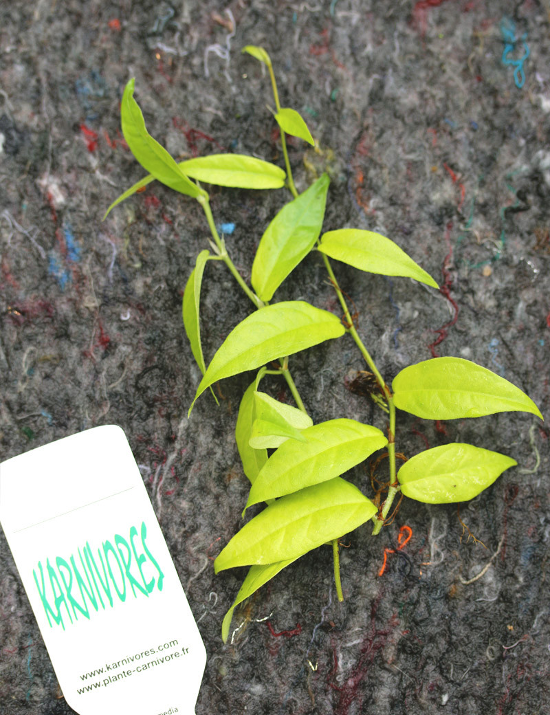 Ficus sagittata | Para trasplantar