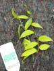 Ficus sagittata | À repiquer