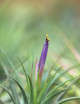 Tillandsia scaposa - 6 à 8 cm fille de l'air