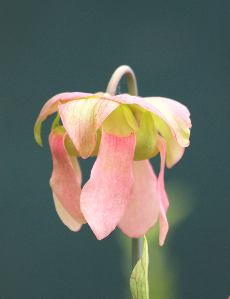 Danielle Rudd Planta carnívora Sarracenia x 'Daniel Rudd'