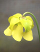 Carnivorous plant Sarracenia flava