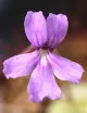 Carnivorous plant Pinguicula rectifolia