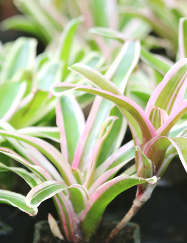 Plante terrarium Neoregelia schultesiana 'Hawaii' variegata