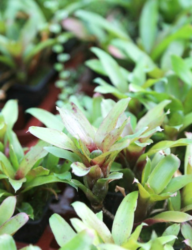 Plante terrarium Neoregelia schultesiana 'Hawaii'