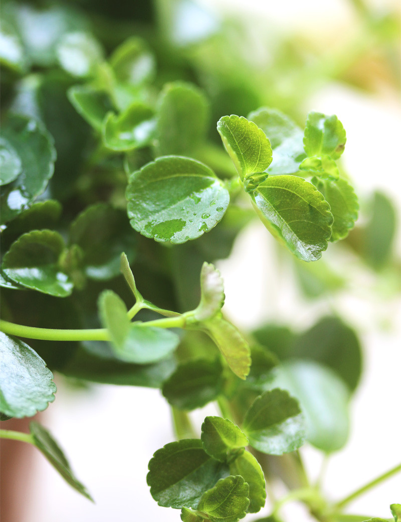 Plants terrariums Pilea quickly