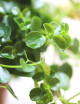 Plantes terrariums Pilea depressa