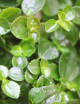 Plantes terrariums Pilea depressa