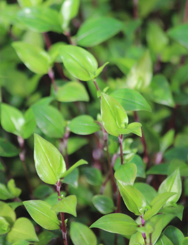 Plantes terrariums Tradescantia fluminensis