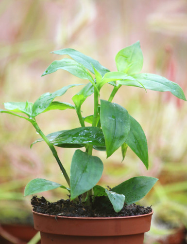 Plantes terrariums Tradescantia fluminensis