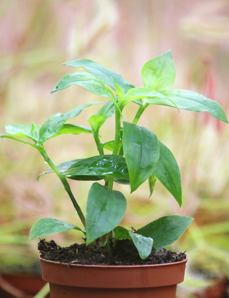 Plantes terrariums Tradescantia fluminensis