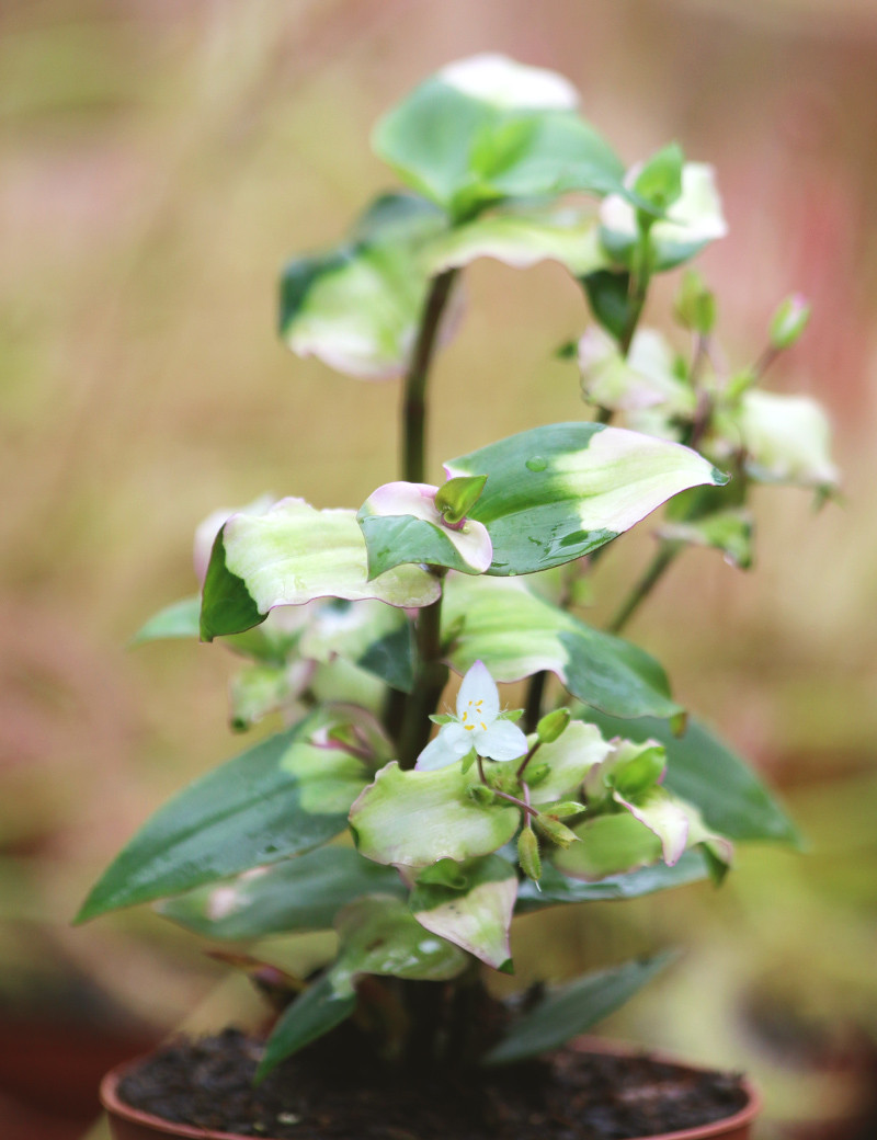 Tradescantia 'novia sonrojada'