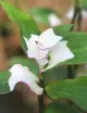 Tradescantia 'blushing bride'