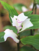 Plantes terrariums Tradescantia 'blushing bride'