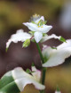 Tradescantia 'novia sonrojada' | Para trasplantar