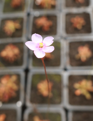 Drosera venusta plante carnivore