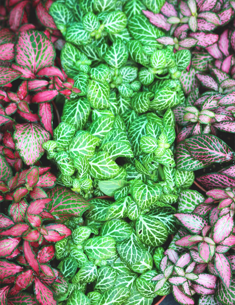 Paquete de 3 fittonia