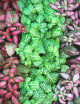 Paquete de 3 fittonia