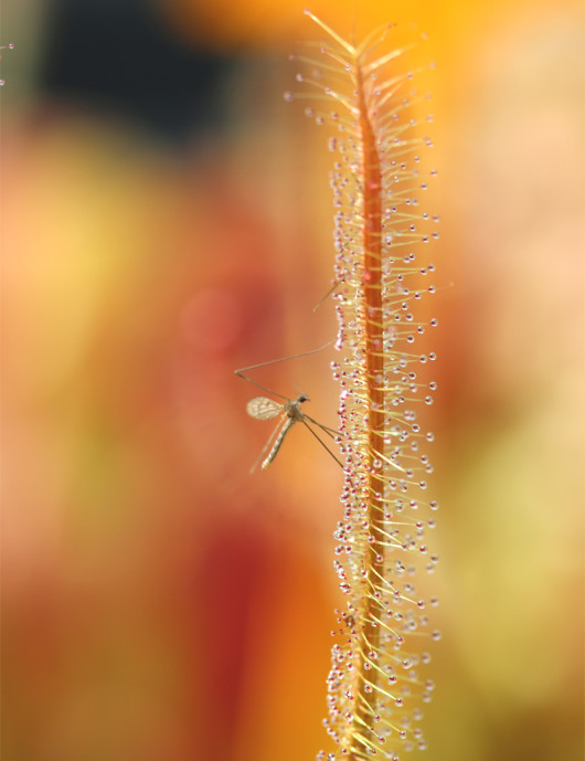 Drosera binata 'feuilles cuivrées' plante carnivore